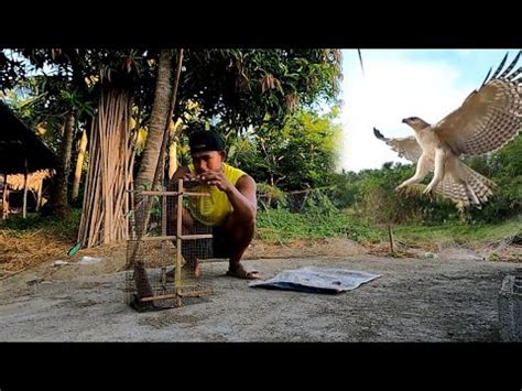 pinag laro laroan muna ang Ari bago kinain ang pepe at kinantot.